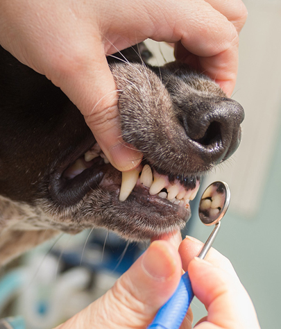 Seymour Dog Dentist
