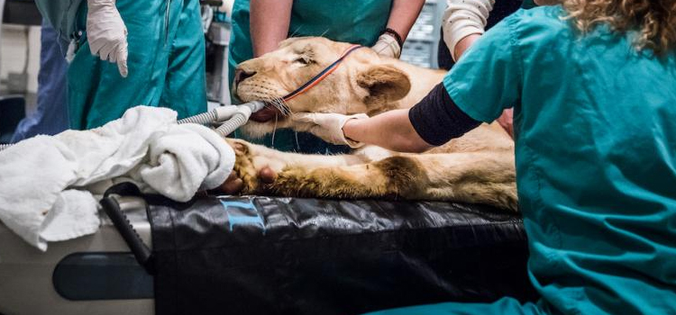 South Bend animal hospital veterinary operation