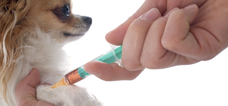 dog vaccination clinic in Noblesville