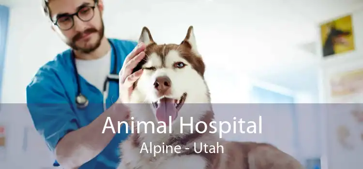 Animal Hospital Alpine - Utah