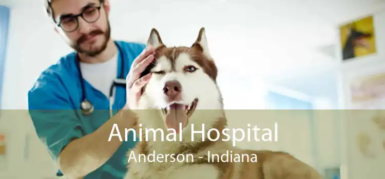 Animal Hospital Anderson - Indiana