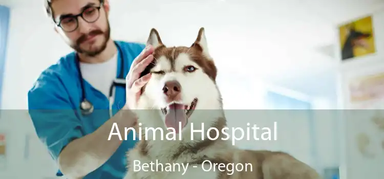Animal Hospital Bethany - Oregon