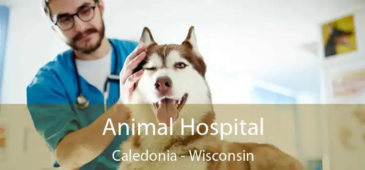 Animal Hospital Caledonia - Wisconsin