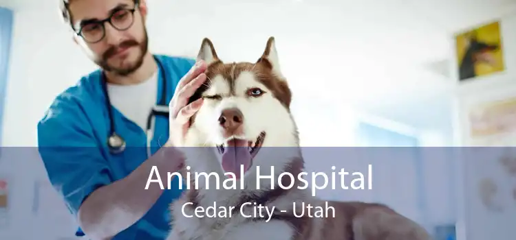 Animal Hospital Cedar City - Utah