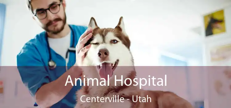 Animal Hospital Centerville - Utah