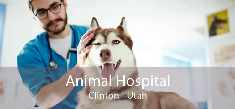 Animal Hospital Clinton - Utah