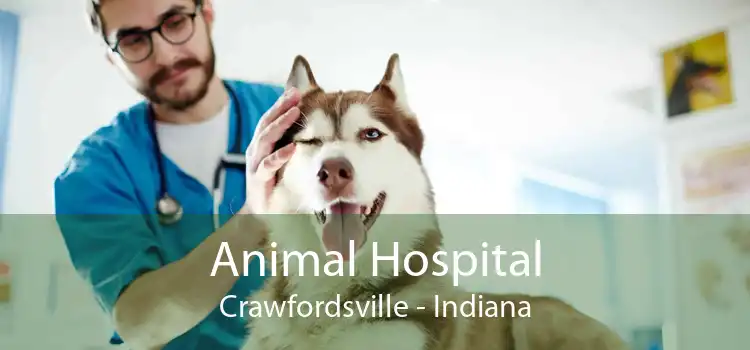 Animal Hospital Crawfordsville - Indiana