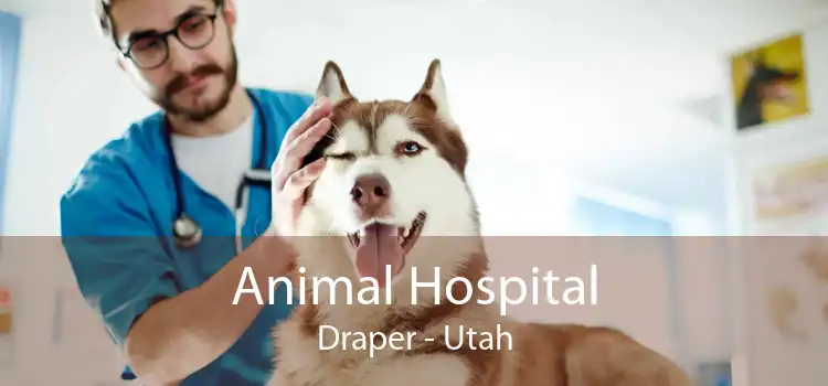 Animal Hospital Draper - Utah