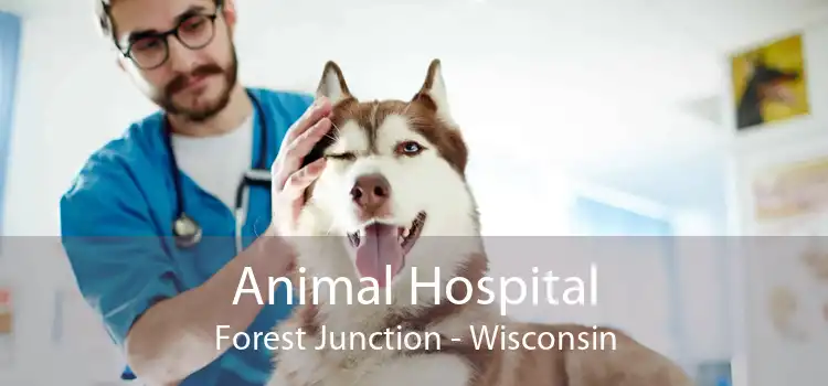 Animal Hospital Forest Junction - Wisconsin