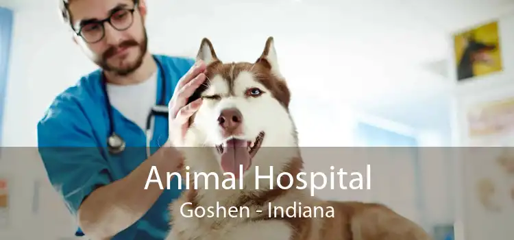 Animal Hospital Goshen - Indiana