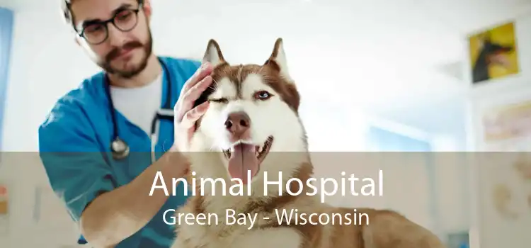 Animal Hospital Green Bay - Wisconsin