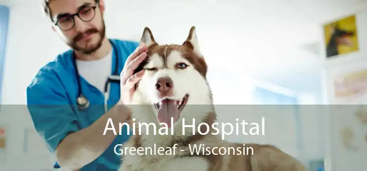 Animal Hospital Greenleaf - Wisconsin