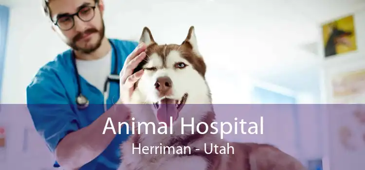 Animal Hospital Herriman - Utah