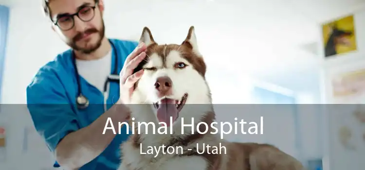 Animal Hospital Layton - Utah