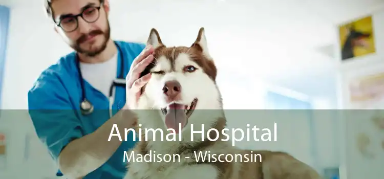 Animal Hospital Madison - Wisconsin