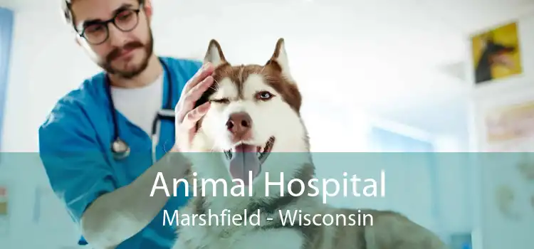 Animal Hospital Marshfield - Wisconsin