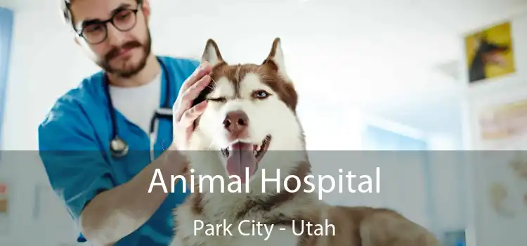 Animal Hospital Park City - Utah