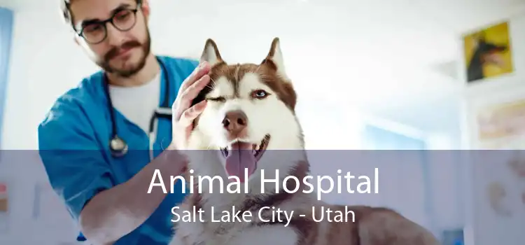 Animal Hospital Salt Lake City - Utah