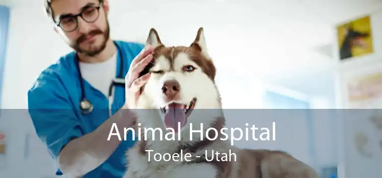 Animal Hospital Tooele - Utah