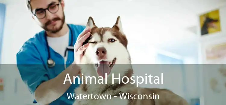 Animal Hospital Watertown - Wisconsin