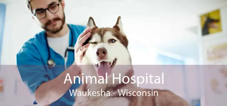 Animal Hospital Waukesha - Wisconsin