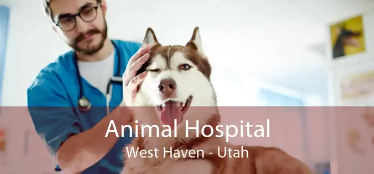 Animal Hospital West Haven - Utah