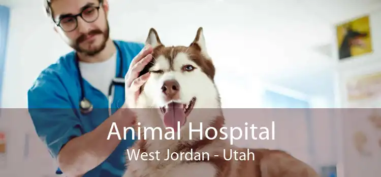 Animal Hospital West Jordan - Utah
