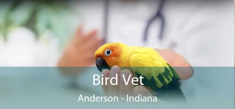 Bird Vet Anderson - Indiana