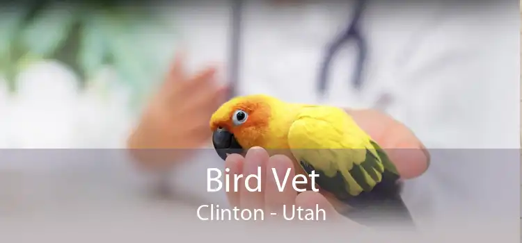 Bird Vet Clinton - Utah
