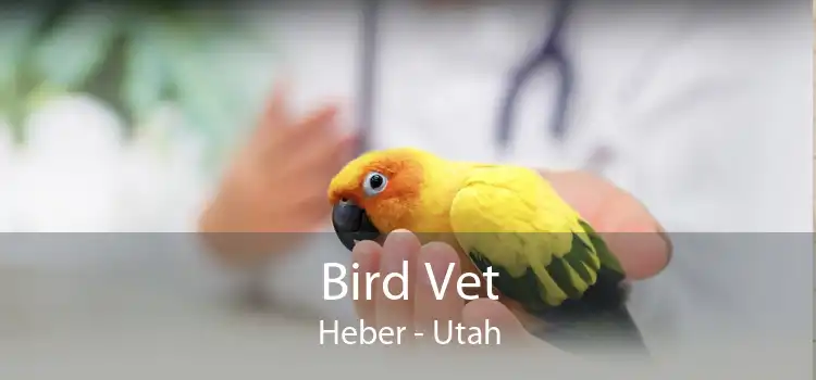 Bird Vet Heber - Utah