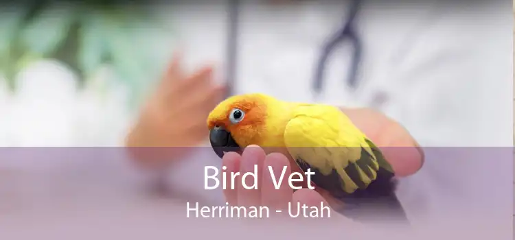 Bird Vet Herriman - Utah