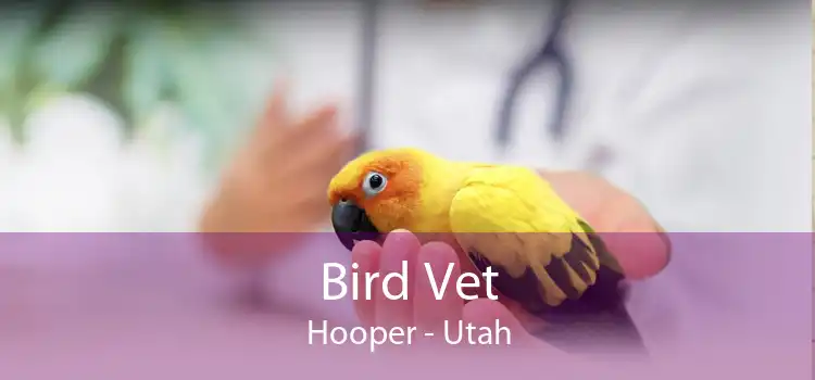 Bird Vet Hooper - Utah
