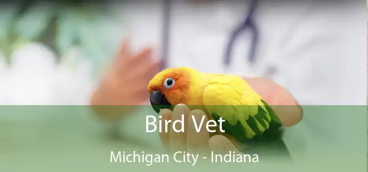 Bird Vet Michigan City - Indiana