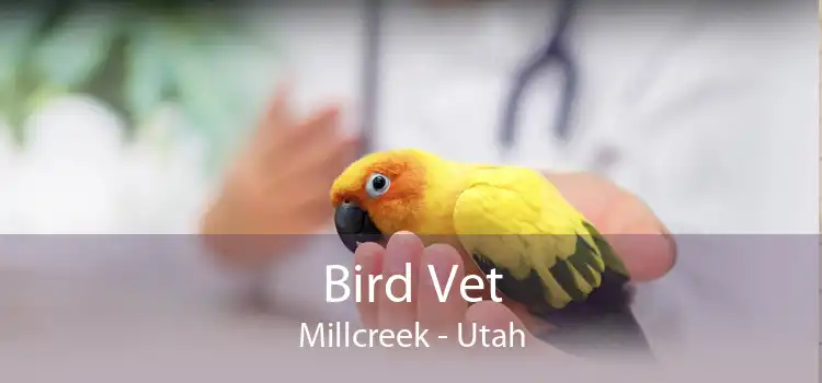 Bird Vet Millcreek - Utah