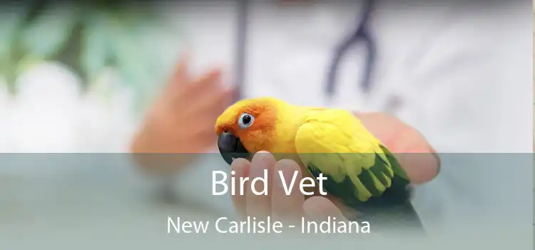 Bird Vet New Carlisle - Indiana