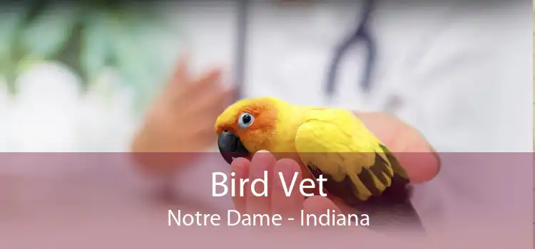 Bird Vet Notre Dame - Indiana