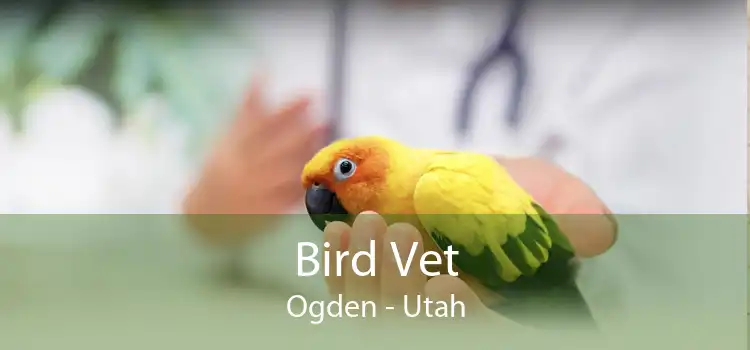 Bird Vet Ogden - Utah