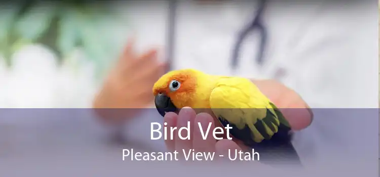 Bird Vet Pleasant View - Utah