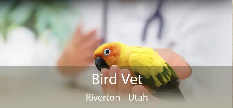 Bird Vet Riverton - Utah