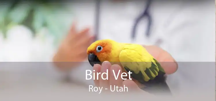 Bird Vet Roy - Utah