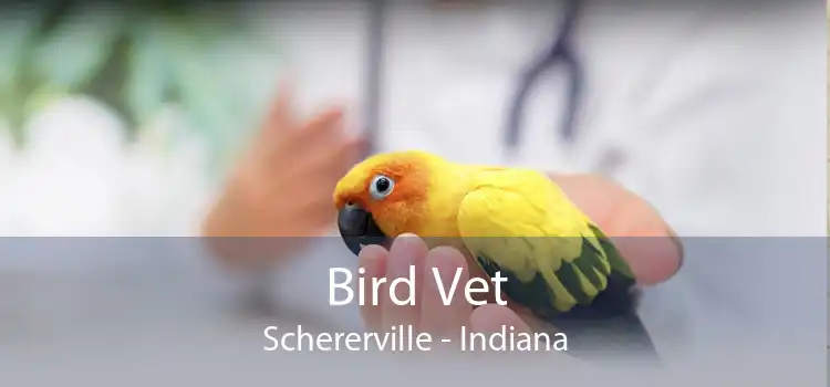 Bird Vet Schererville - Indiana