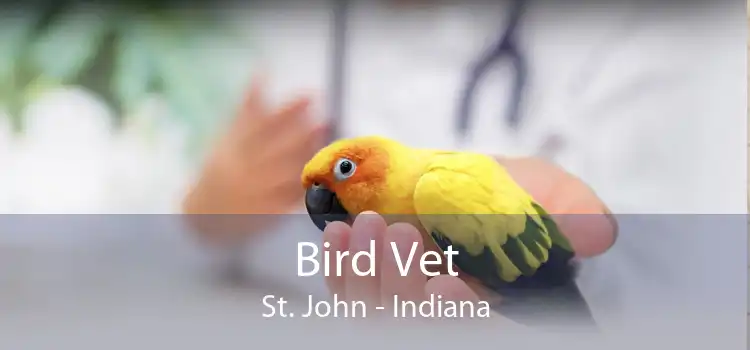 Bird Vet St. John - Indiana