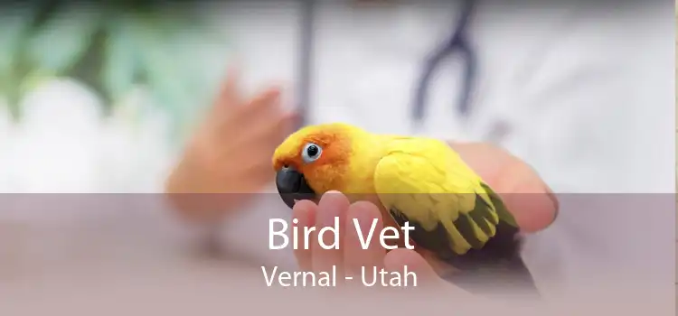 Bird Vet Vernal - Utah
