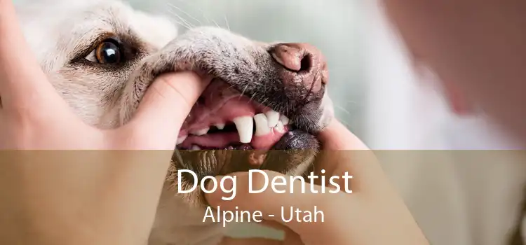 Dog Dentist Alpine - Utah