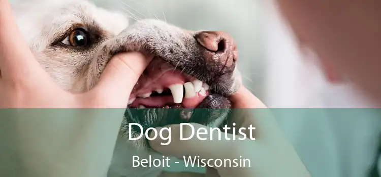 Dog Dentist Beloit - Wisconsin