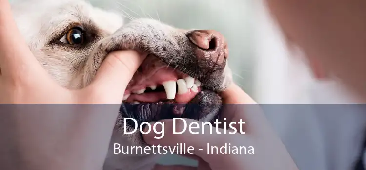 Dog Dentist Burnettsville - Indiana