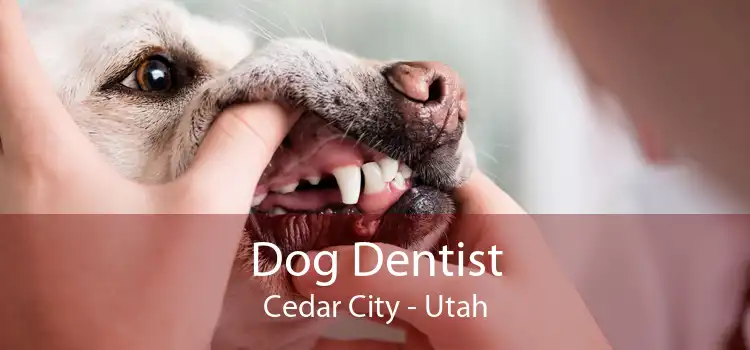 Dog Dentist Cedar City - Utah