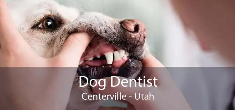 Dog Dentist Centerville - Utah