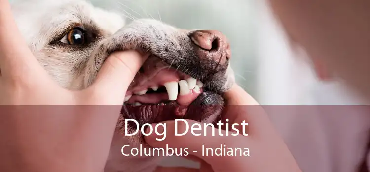 Dog Dentist Columbus - Indiana