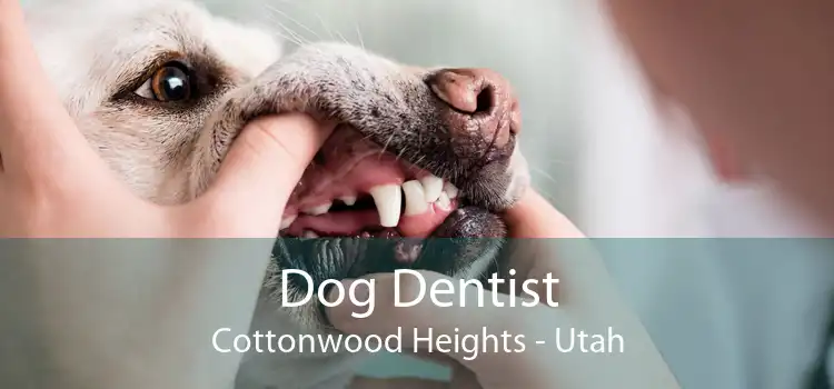 Dog Dentist Cottonwood Heights - Utah